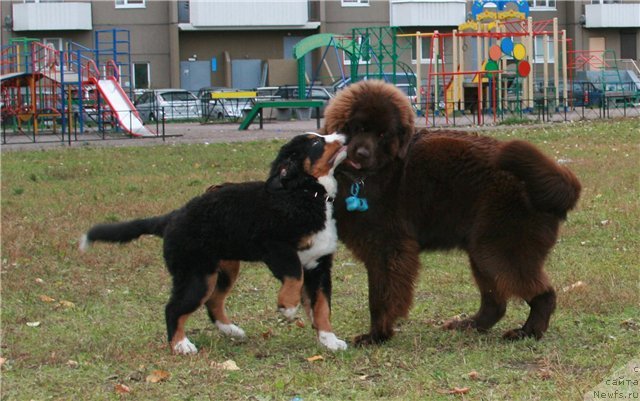 Фотография № 52017