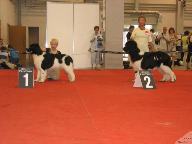 Фото: ньюфаундленд Маг Исполин Инфанта (Mag Ispolin Infanta), ньюфаундленд Маг Исполин Император