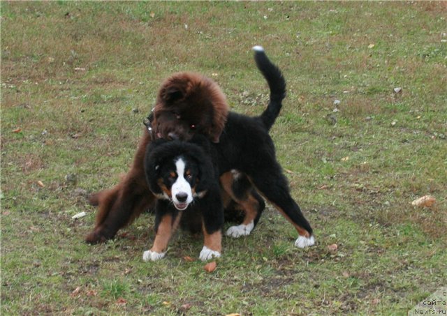 Фото: [d9243]Ураша, берн Эдичка