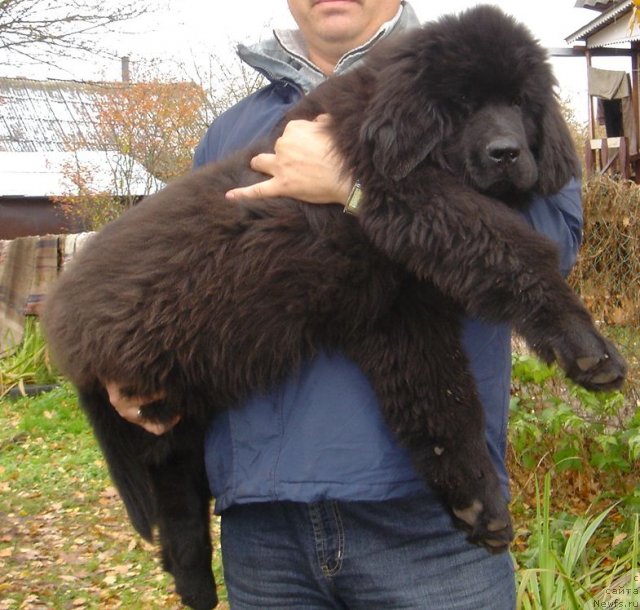 Фото: Дар СвеЗы Юстас Сагиттариус_3мес_10дн