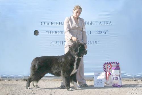 Фото: ньюфаундленд Bella Smigar