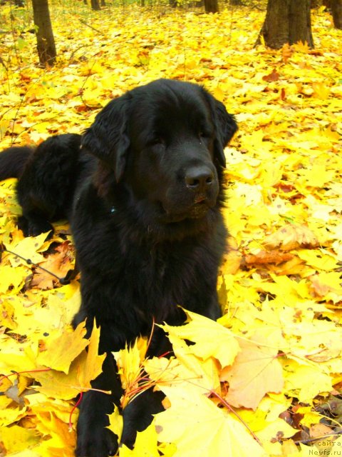 Фото: ньюфаундленд Плюшевая Панда Пленительная Далида