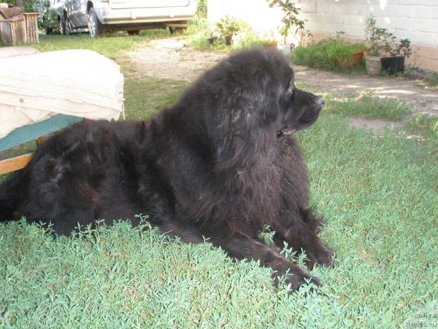 Фото: ньюфаундленд Истина Вялiкi Мядзведзь (Istina Vialiki Miadzvedz)