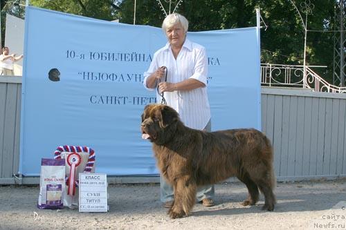 Фото: ньюфаундленд Смигар Янтарная Сказка