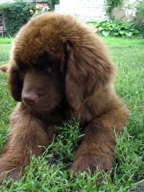 Фото: ньюфаундленд Newettas Zauran