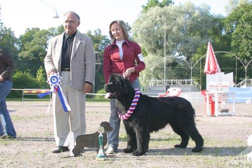 Фото: ньюфаундленд Thickish Newfoundland Monnalisadellagioconda