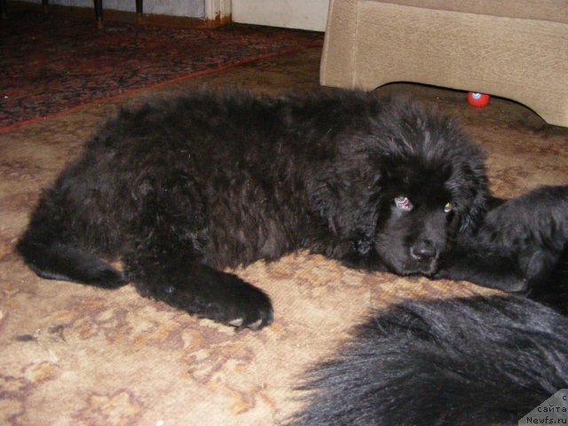 Фото: ньюфаундленд Их Высочество Вилбарт Мирэй