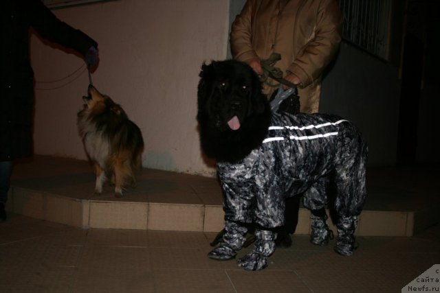 Фото: ньюфаундленд Блэк Диамонд Агидель от Потапа Стэсси