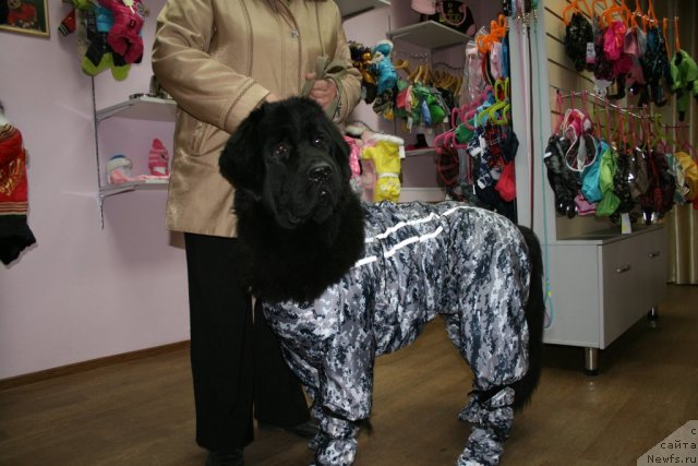 Фото: ньюфаундленд Блэк Диамонд Агидель от Потапа Стэсси