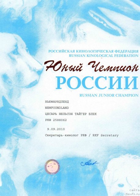 Фото: ньюфаундленд Цесарь Нельсон Тайгер Блек