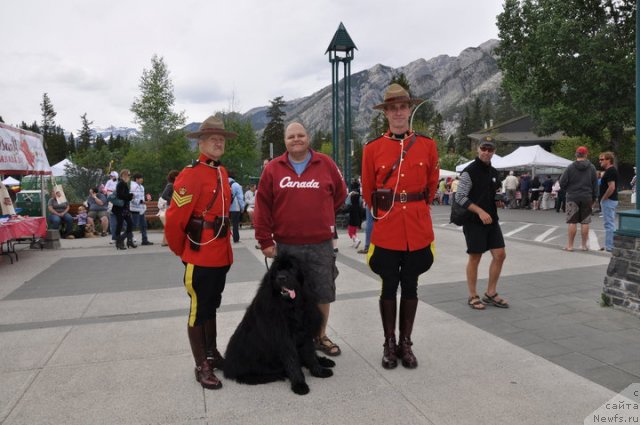 Фото: ньюфаундленд Плюшевая Панда Баловень Судьбы
