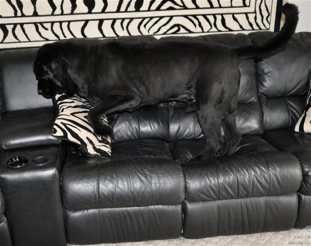 Фото: ньюфаундленд Плюшевая Панда Баловень Судьбы