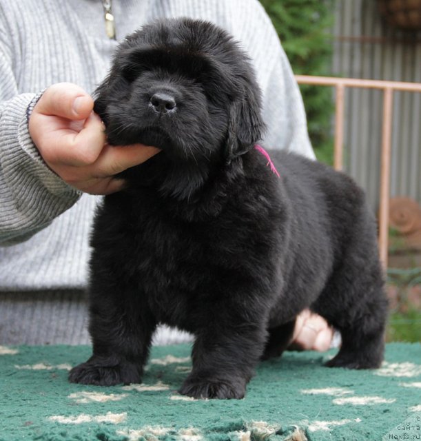 Фото: ньюфаундленд Смолка с Берега Дона (Smolka s Berega Dona)