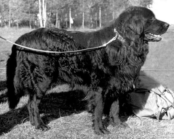 Фото: ньюфаундленд Радж