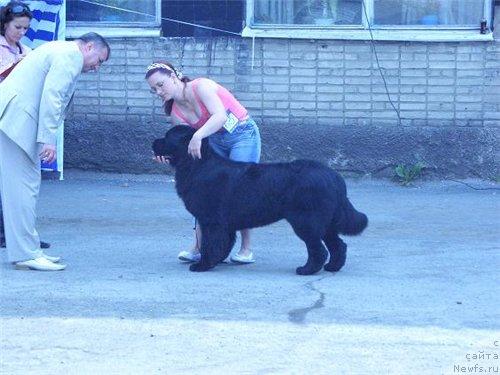 Фото: ньюфаундленд Ярослав Мудрый из Медвежьего Яра