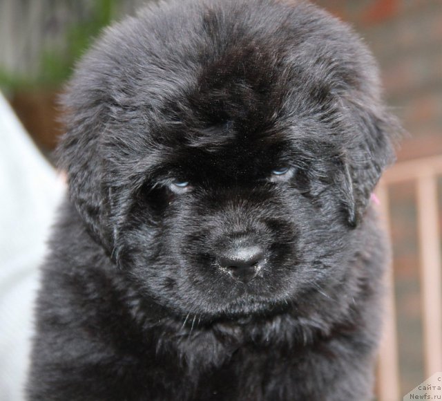 Фото: ньюфаундленд Смолка с Берега Дона (Smolka s Berega Dona)