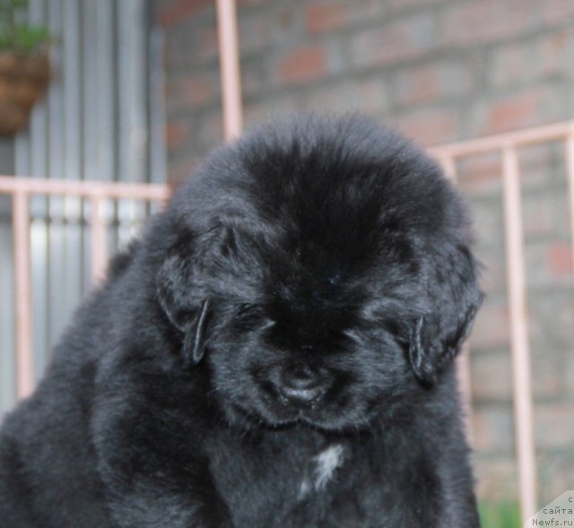 Фото: ньюфаундленд Сила с Берега Дона (Sila s Berega Dona)