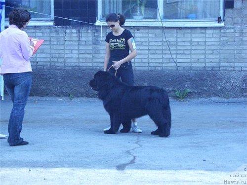 Фото: ньюфаундленд Яхонт из Медвежьего Яра