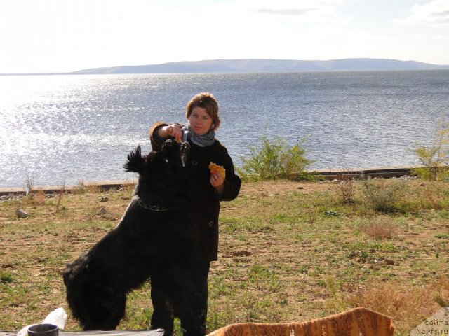 Фото: ньюфаундленд Супер Премиум Вашингтон, Елена Тищенко