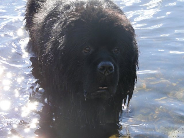 Фото: ньюфаундленд Супер Премиум Вашингтон, Елена Тищенко