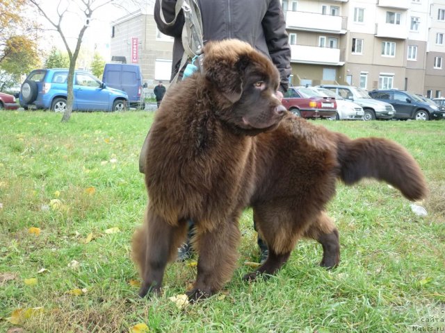 Фотография № 52166