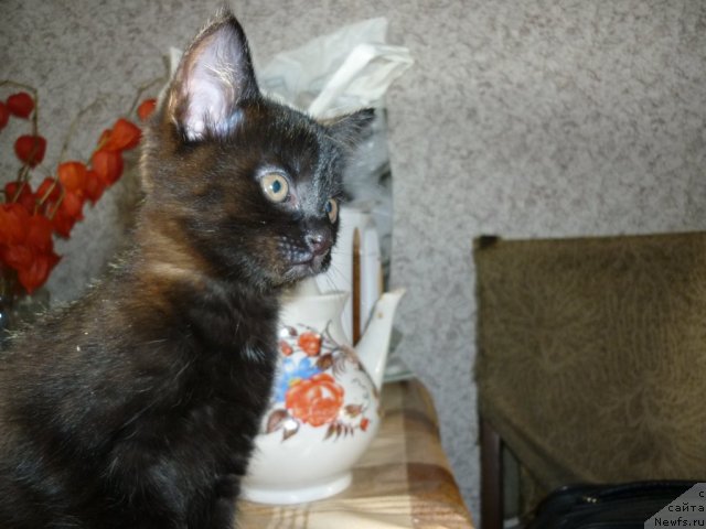 Фотография № 52192