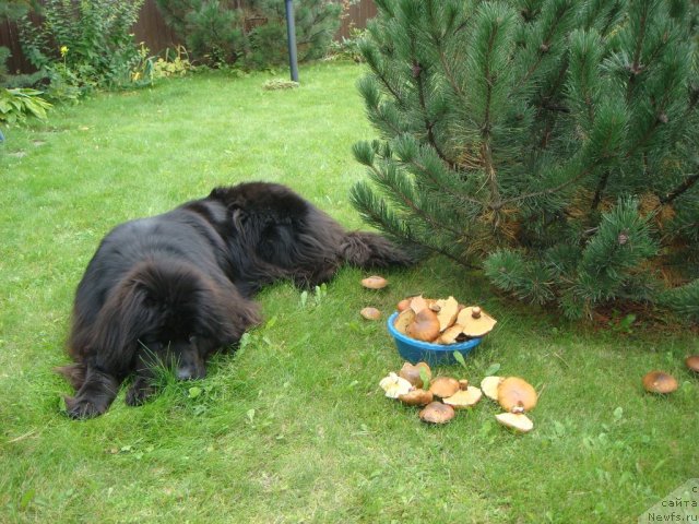 Фото: ньюфаундленд Севертан Унга