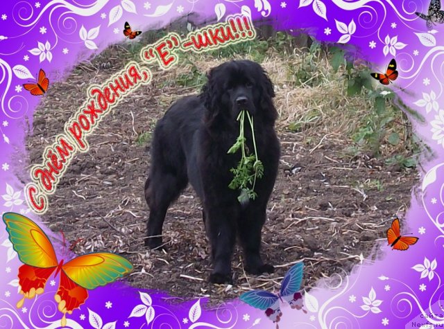 Фотография № 52203