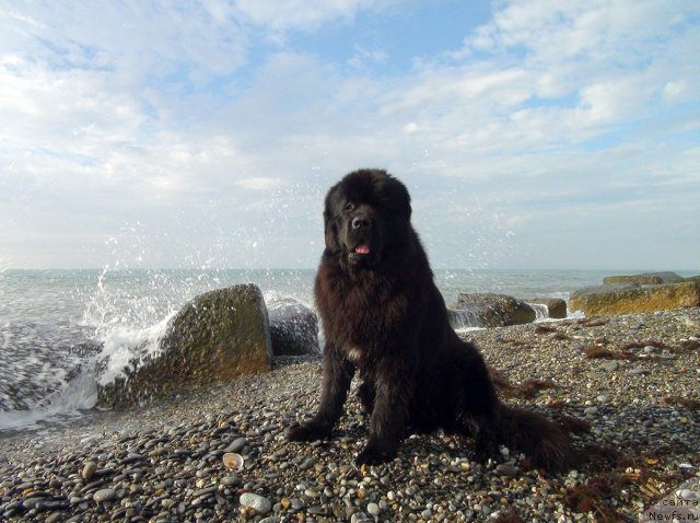 Фото: ньюфаундленд Потап Фидель