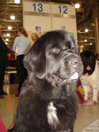 Фото: ньюфаундленд Блэк Диамонд Агидель от Потапа Мерседес
