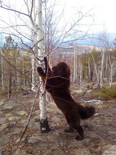 Фото: ньюфаундленд Черный Шарм Абрикосовая Карамель