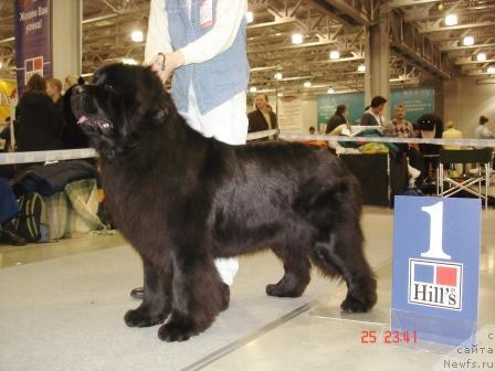 Фото: ньюфаундленд Karhukumpu Prosper