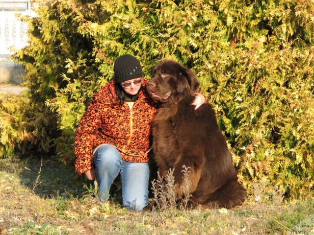 Фото: ньюфаундленд Аристократ от Рафаэллы