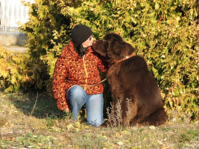 Фото: ньюфаундленд Аристократ от Рафаэллы