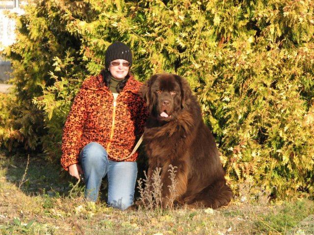 Фото: ньюфаундленд Аристократ от Рафаэллы
