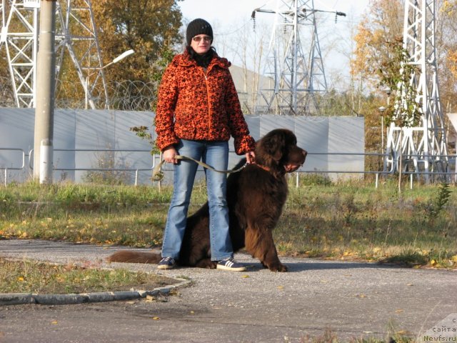 Фото: ньюфаундленд Аристократ от Рафаэллы