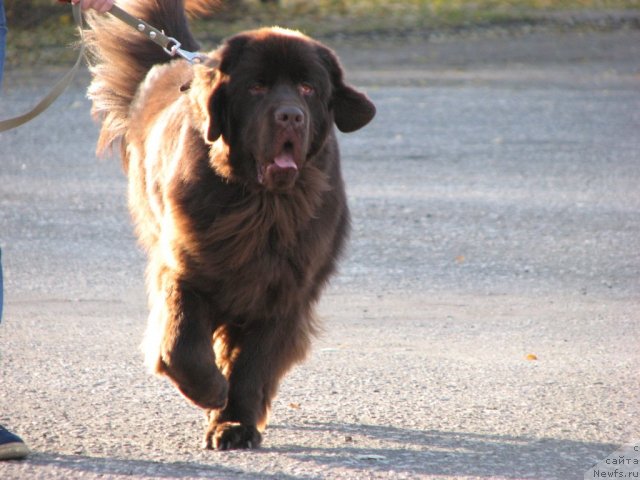 Фото: ньюфаундленд Аристократ от Рафаэллы