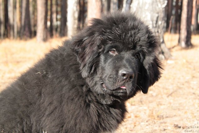 Фото: ньюфаундленд Изумруд Моей Души