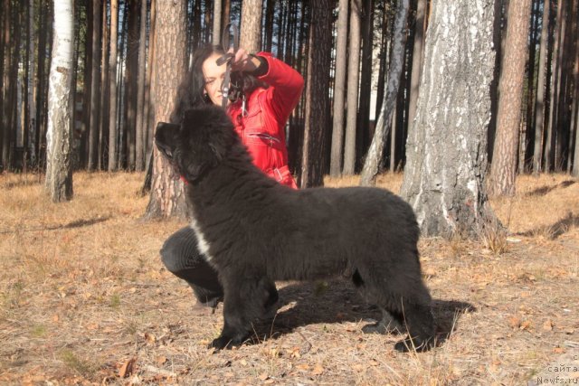 Фото: ньюфаундленд Изумруд Моей Души