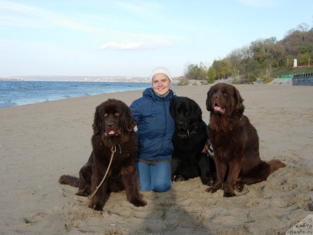 Фото: Диана Ларина, ньюфаундленд Конфуций, ньюфаундленд Лесная Сказка Раскрасавица, ньюфаундленд Звездная Тоскана Лесная Раскрасавица