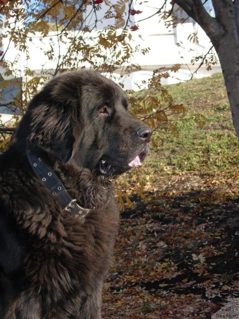 Фото: ньюфаундленд Лесная Сказка Раскрасавица