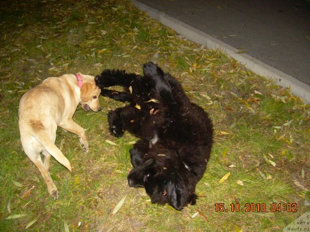 Фото: Рик и Вива