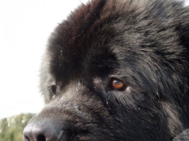 Фото: ньюфаундленд Потап Фидель