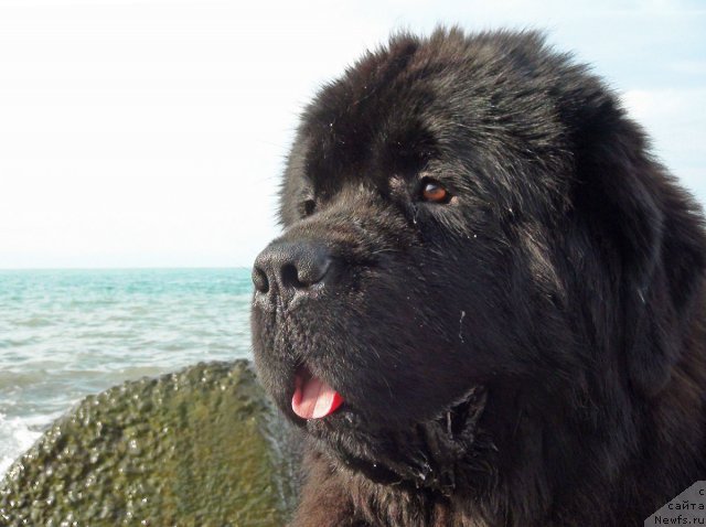 Фото: ньюфаундленд Потап Фидель