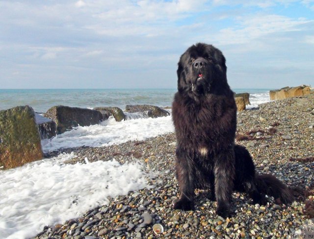 Фото: ньюфаундленд Потап Фидель