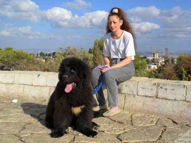 Фото: ньюфаундленд Питерньюф Чао-Какао