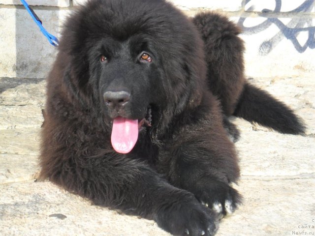 Фото: ньюфаундленд Питерньюф Чао-Какао
