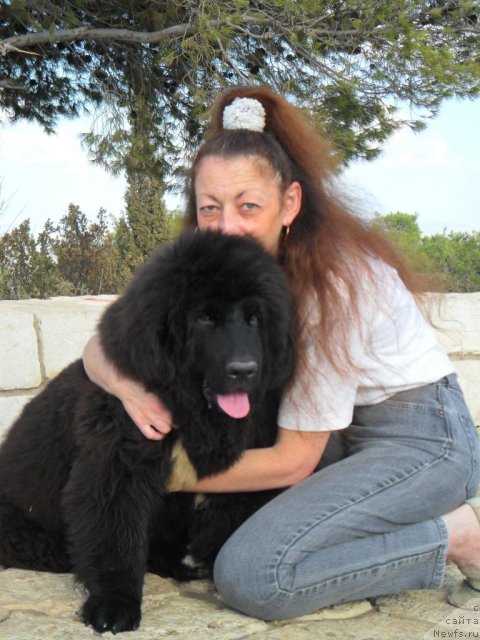 Фото: ньюфаундленд Питерньюф Чао-Какао