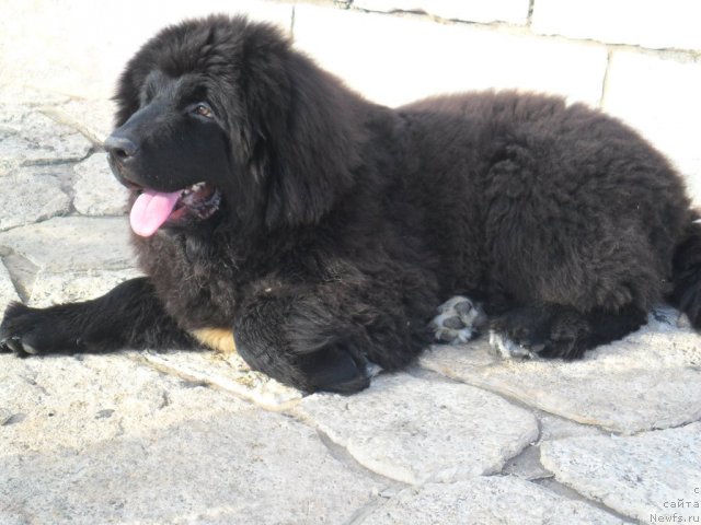 Фото: ньюфаундленд Питерньюф Чао-Какао
