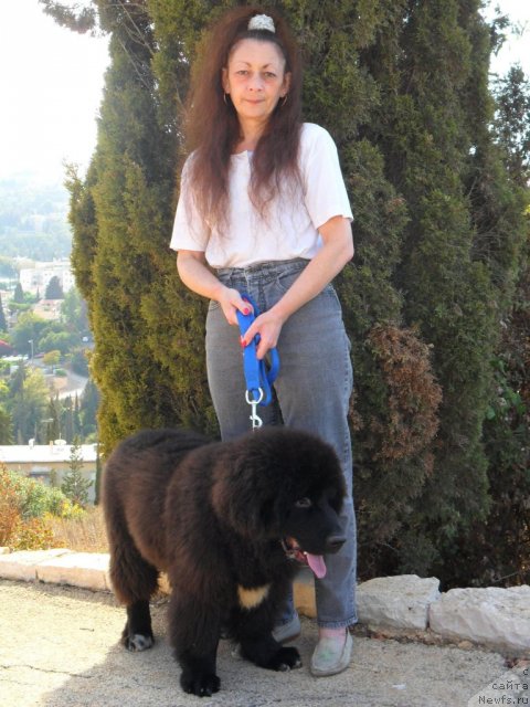 Фото: ньюфаундленд Питерньюф Чао-Какао